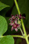 Maroon Carolina milkvine